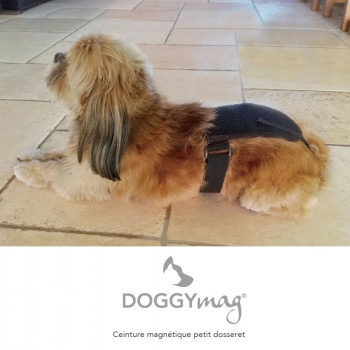 Ceinture Doggy'Mag - Petit...