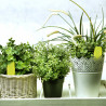 Actiflor pour avoir des plantes belles et plus résistantes