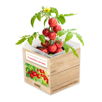 Offert Kit tomate cerise