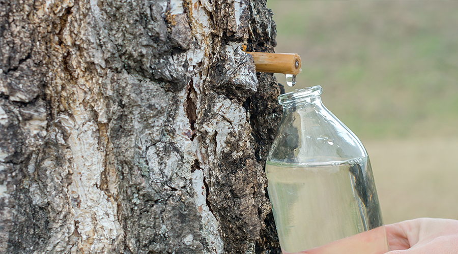 Birch Water Benefits - Have You Heard of Birch Water for Detox?