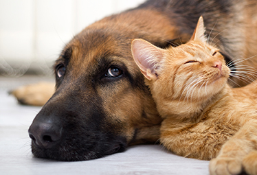 Pourquoi adopter un animal de compagnie peut transformer votre vie ?