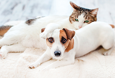 La magnétothérapie pour les animaux : une solution naturelle pour leur bien-être