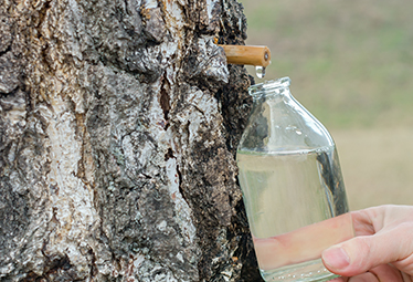 Sève de Bouleau : un remède ancestral, naturel et très complet...